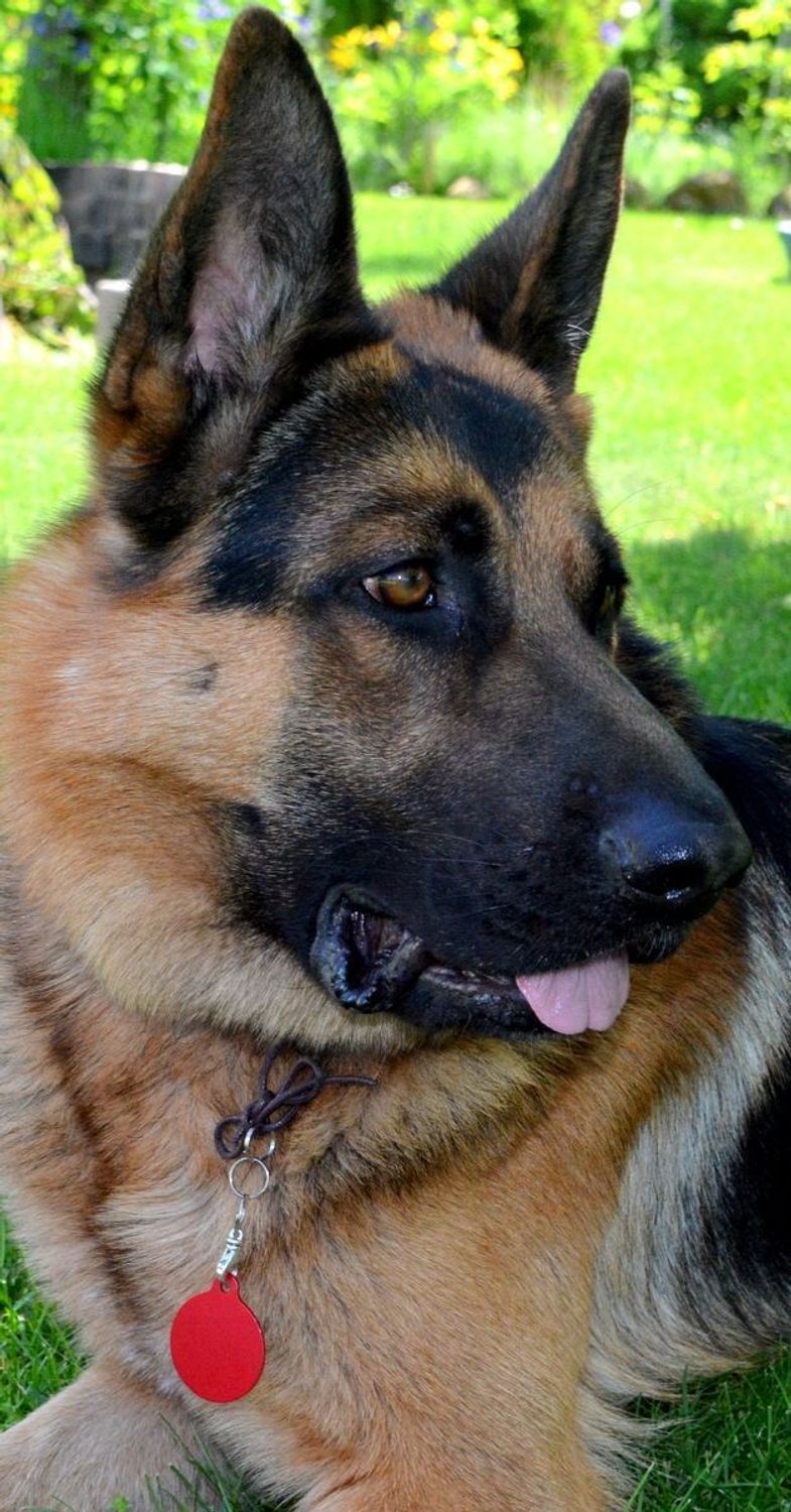 Kółko blaszka dla pupila złota 3,8 cm z miejscem na grawer Kółko red  XL. Blaszka w formie adresówki, identyfikatora dla psa. Blaszka z miejscem na grawer. Na adresówce możemy wygrawerować np. imię psa i nr telefonu do właścic.jpg